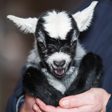 Fishers Mobile Farm PYGMY GOATS